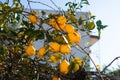 Close up of Lemons hanging from a tree in lemon grove Royalty Free Stock Photo