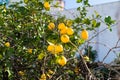 Close up of Lemons hanging from a tree in lemon grove Royalty Free Stock Photo