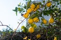 Close up of Lemons hanging from a tree in lemon grove Royalty Free Stock Photo