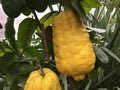 Close up of lemons on tree. Candied lemon peel tree