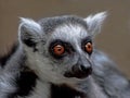 Close-up of lemur