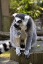 Close up Lemur monkey at the zoo, summer day. Cute extic animals