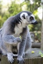 Close up Lemur monkey at the zoo, summer day. Cute extic animals Royalty Free Stock Photo