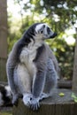 Close up Lemur monkey at the zoo, summer day. Cute extic animals Royalty Free Stock Photo