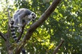 Close up Lemur monkey at the zoo, summer day. Cute extic animals Royalty Free Stock Photo