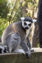 Close up Lemur monkey at the zoo, summer day. Cute extic animals