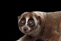 Close-up Lemur Slow Loris Black background Royalty Free Stock Photo