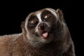 Close-up Lemur Slow Loris Isolated Black background Royalty Free Stock Photo