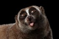 Close-up Lemur Slow Loris Isolated Black background