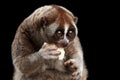 Close-up Lemur Slow Loris Isolated Black background Royalty Free Stock Photo