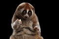 Close-up Lemur Slow Loris Isolated Black background