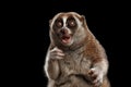 Close-up Lemur Slow Loris Isolated Black background