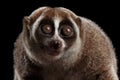 Close-up Lemur Slow Loris Isolated Black background Royalty Free Stock Photo