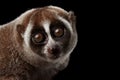 Close-up Lemur Slow Loris Isolated Black background Royalty Free Stock Photo