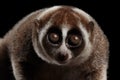 Close-up Lemur Slow Loris Isolated Black background Royalty Free Stock Photo