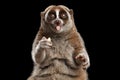 Close-up Lemur Slow Loris Isolated Black background