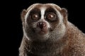 Close-up Lemur Slow Loris Isolated Black background Royalty Free Stock Photo