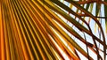 CLOSE UP, LENS FLARE: Lush green palm tree branches rustle in the warm summer breeze. Bright summer sunbeams shine on a coconut tr