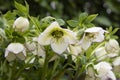 Close up Lenten Rose, Hellebore, flowers Royalty Free Stock Photo