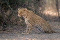 Close-up of leopard crouching on sandy ground Royalty Free Stock Photo