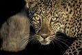 Close-up of a leopard drinking in river in Serengeti National P