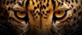 Close-up of Leopard Face Royalty Free Stock Photo