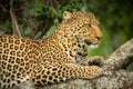 Close-up of leopard facing right in tree Royalty Free Stock Photo