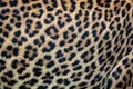 Close up leopard fur background. Ceylon leopard skin texture