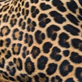 Leopard fur background.