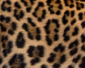 Leopard fur background. Royalty Free Stock Photo