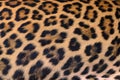 Leopard fur background. Royalty Free Stock Photo