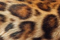 Close up leopard fur texture. Spoted fur Royalty Free Stock Photo