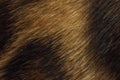 Close up leopard fur texture. Spoted fur Royalty Free Stock Photo