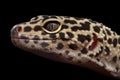 Close-up Leopard Gecko Eublepharis macularius Isolated on Black Background