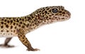 Close-up of a Leopard gecko`s profile, Eublepharis macularius Royalty Free Stock Photo