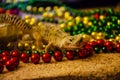 Close-up of a leopard gecko shedding on New Year`s Eve. We start the New Year in a new skin