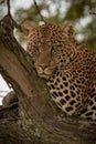 Close-up of leopard leaning on tree branch Royalty Free Stock Photo