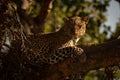 Close-up of leopard lying on branch watchfully Royalty Free Stock Photo