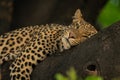 Close-up of leopard lying drowsily on branch Royalty Free Stock Photo