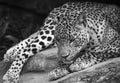 Close up of a leopard lying on the ground