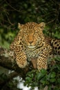 Close-up of leopard lying hunched on branch