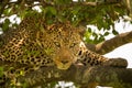 Close-up of leopard lying in leafy tree Royalty Free Stock Photo