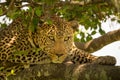 Close-up of leopard lying on tree branch Royalty Free Stock Photo