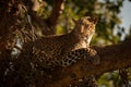 Close-up of leopard lying watchfully on branch Royalty Free Stock Photo