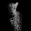 Close up Leopard Portrait Royalty Free Stock Photo