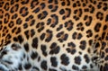 Leopard real fur texture Royalty Free Stock Photo