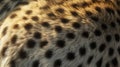 Close-up of a Leopard\'s Spotted Fur