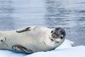 Close up of Leopard Seal resting on an iceberg in Paradise Harbor, Antarctica Royalty Free Stock Photo