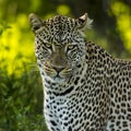 Close-up of a Leopard, Serengeti Royalty Free Stock Photo