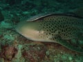 Close-up Leopard shark Royalty Free Stock Photo